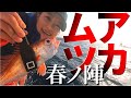 【アカムツ釣り】アカムツ春の陣!!まさかの結末に!!最後におまけ映像あり【のどぐろ】【忍丸】【外房釣り】アカムツ　釣り