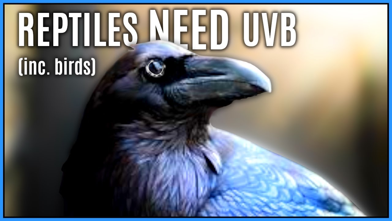 Do Reptiles Need UVB? Birds Hold the Answer - How Cladistics & Ockham's