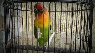 Download lagu LOVEBIRD FIGHTER GIGIT RUJI / MENTIL NGEKEK PANJANG