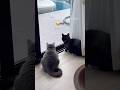 🇬🇧🐱🐱 living in 🇹🇭 #cat #cattok #cattravel #cats #catvideos #thailand #huahin