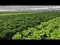 Green automations automated hydroponic nft growing system for living lettuces and herbs