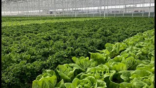 Green Automation's automated hydroponic NFT growing system for Living Lettuces and Herbs