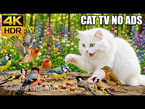 NO ADS CATs TV😺 Morning Birds Flying and Chirping 🌅🐤 Soft Nature Escape for Cats