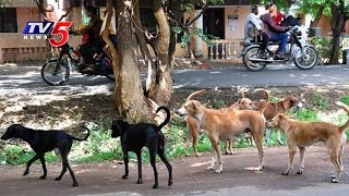 Dogs Fear Haunts People In Telangana Tv5 News