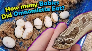 Our Cannibalistic Hognose Laid Eggs!