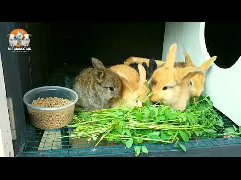 Video: ¿Qué comen los conejos bebés?