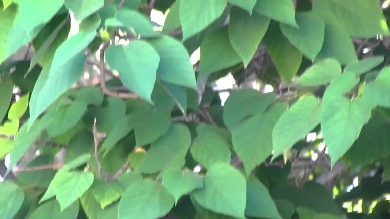 Canon powershot SX30 IS is the best [ HD ]