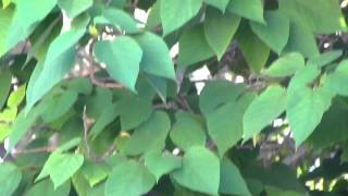 Canon powershot SX30 IS is the best [ HD ]