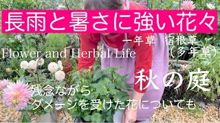 Gardening How To Protect Your Garden From Long Rain And Heavy Rain Storms Beautiful Autumn Flowers Youtube