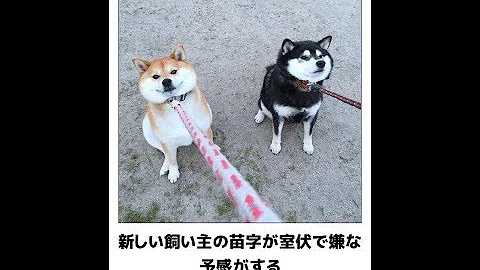 ボケて犬 ボケて犬