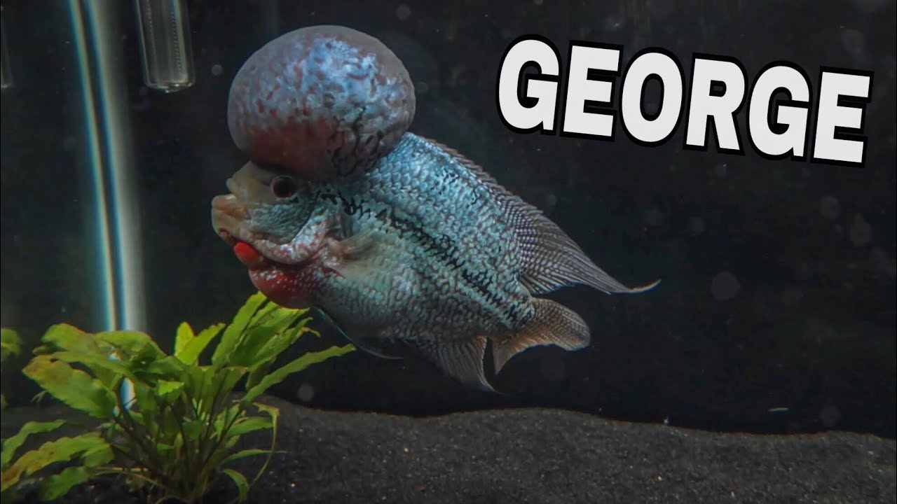 MEET GEORGE My $500 FLOWERHORN!!!