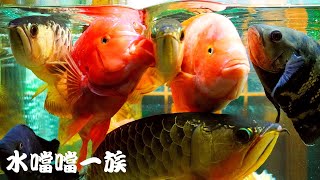1131223 水噹噹一族