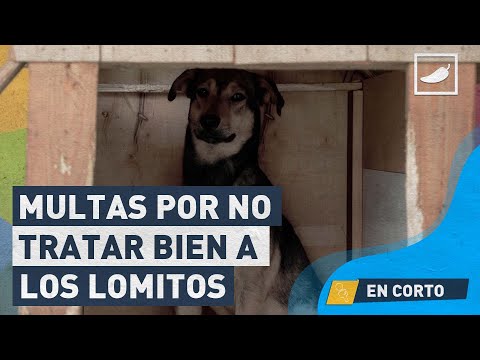 4 multas que tendrás que pagar si no atiendes bien a tu lomito