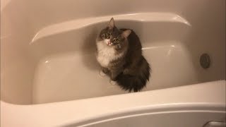 お風呂掃除を邪魔する猫 ノルウェージャンフォレストキャットcat that disturbs bath cleaning.Norwegian Forest Cat.