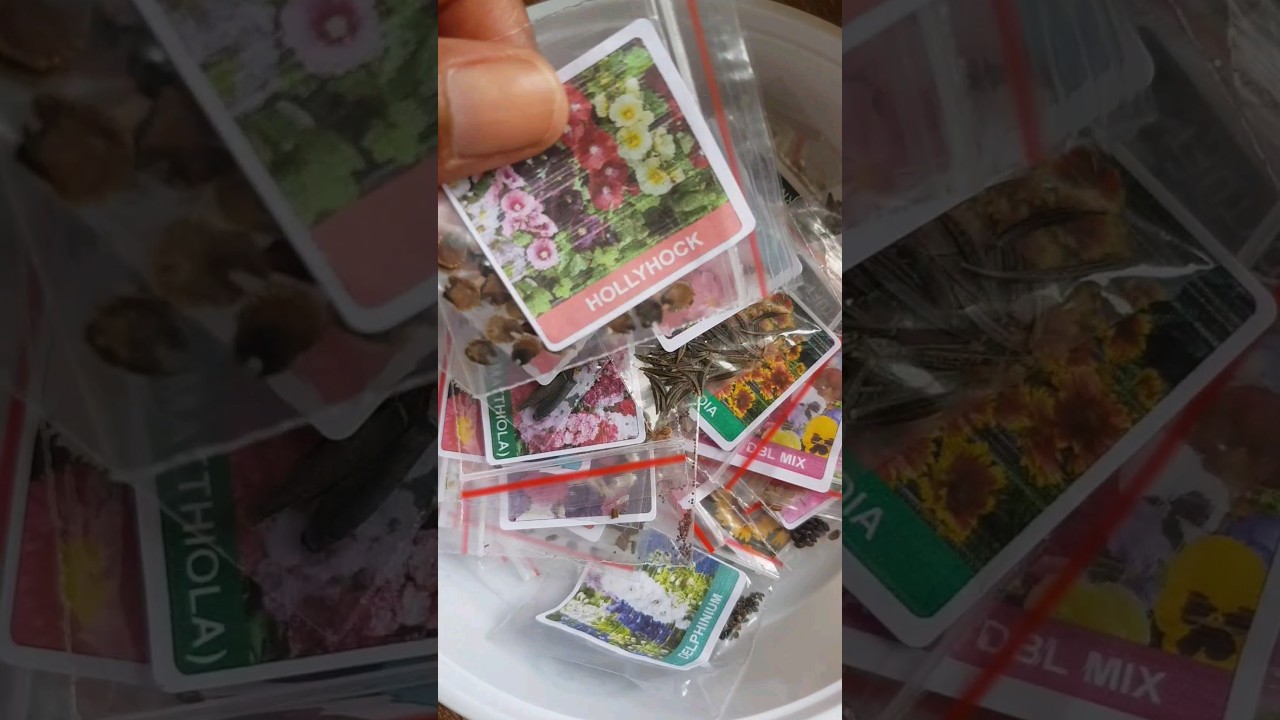 Aeroseeds 1/45 | Hollyhock Flower Seeds