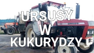 Ursusy W Kukurydzykiszonka 2020