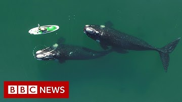 Paddle boarder