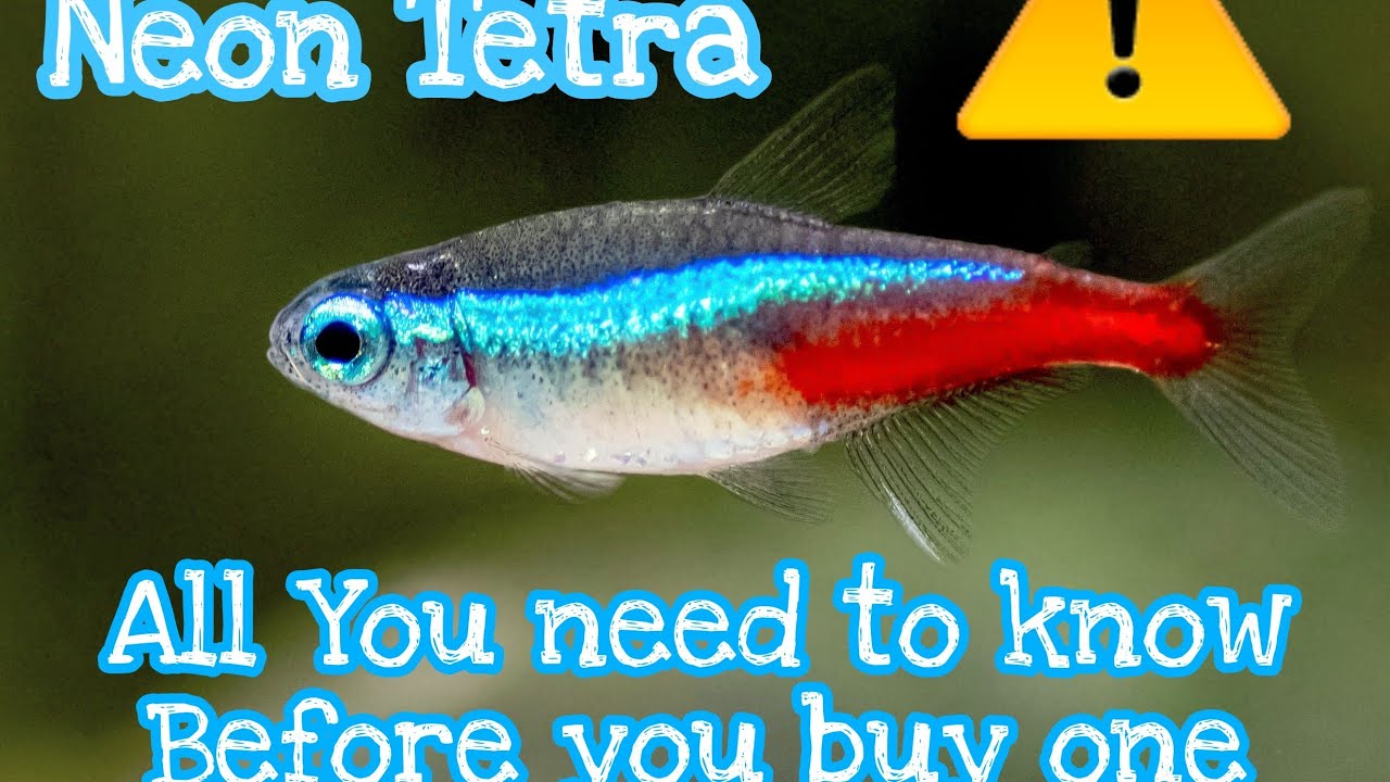 Neon Tetra Care Guide, All you need to know before you buy a Neon Tetra ...