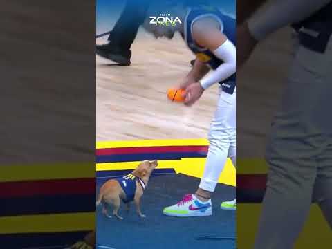 “Scooby”, el perro viral que hizo una volcada de 360° en la NBA 🏀🐶