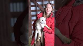 Baby Lambs! #homesteadfamily #farmliving #farmlife #sheep