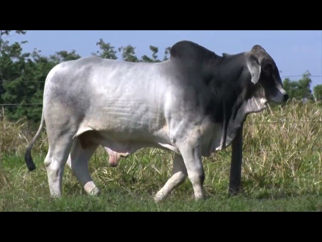 LOTE 35   1 MACHO BRAHMAN PO