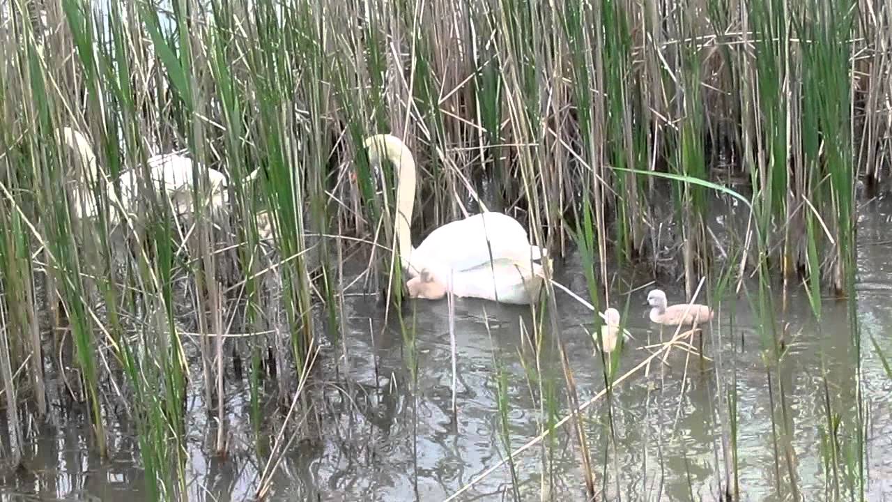 swan animal hospital SWAN FAMILY