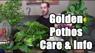 Caring for a Pothos Plant (Epipremnum aureum)