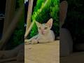 A cat will be your furever friend || 🐈 || #cat #trending #viral #tiktok #2023 #shorts #catlover