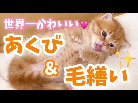 世界一かわいいマンチカンの子猫による毛繕い あくび Tiny Munchkin Kitten 中国新闻