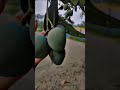 Aam.🥭🥭se Mulakat ka din a gaya hai.. ☺