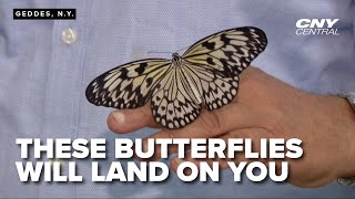 The SkyRiver Butterfly Exhibit let's you hang out with butterflies at the State Fair