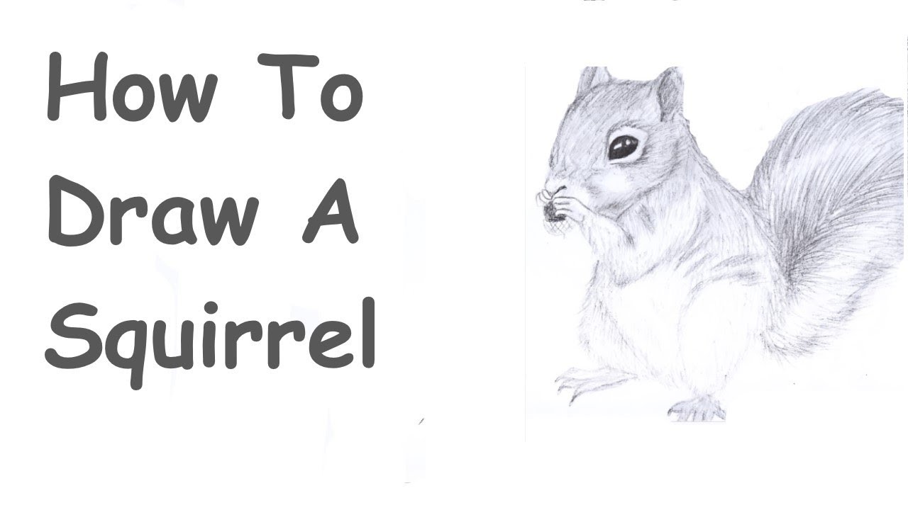 HOW TO DRAW A SQUIRREL - YouTube