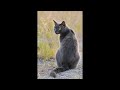 Чёрный кот🐈⬛