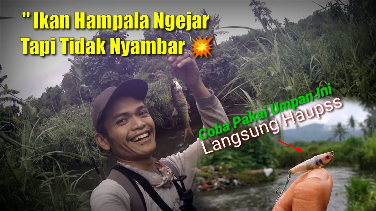 Casting Hampala Lure Terbaik untuk Casting Hampili Nakal Pasti Kiler