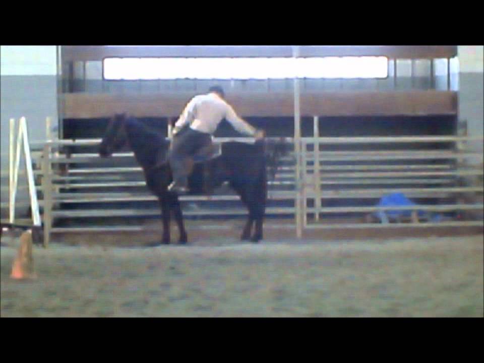 CM Gen's Royal Threat Tennessee Walker for Sale Highlights YouTube