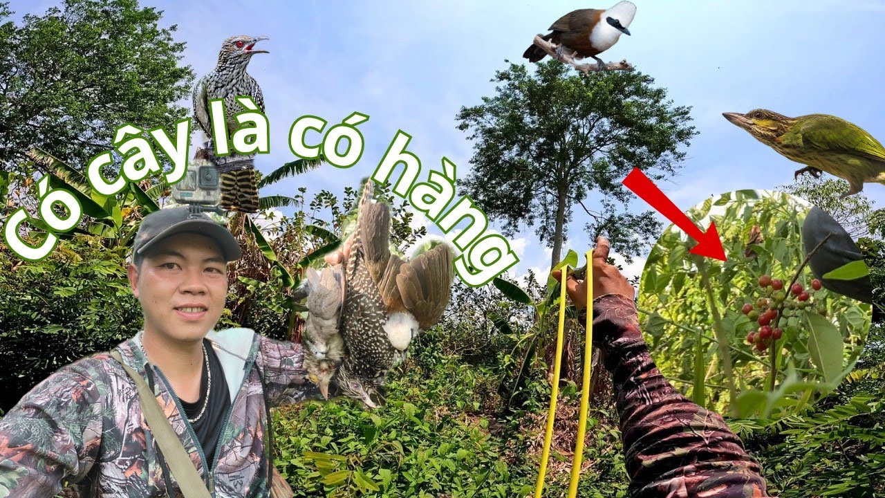 Dùng Ná Cao Su Phục Kích Cây Rừng _ Quả Lạ  Chim Quá Nhiều, Bắn Sướng Tay  || SangSlingShot