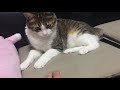 猫を怒らせる方法