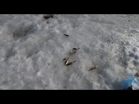 Река кия рыбалка