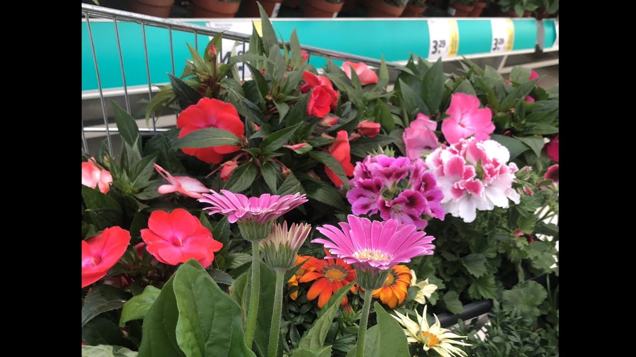 My beautiful flowers 💐 YouTube