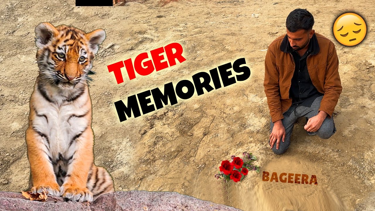 Memories Of Our Bageera(TIGER)