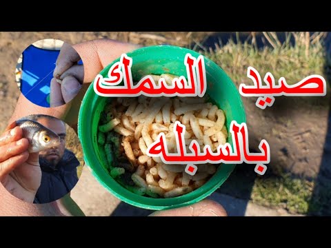 صيد السمك بدود السبله احلى طعم بلطى رايا سلفر