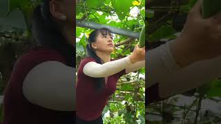 Harvest Big Bananas Go To Market Sell, Buy Ducklings To Raise, Free Bushcraft #vlog #bushcraft