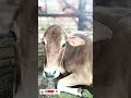 🥰 lali ka baby 🐄 , #minivlog #diaryfarm #shorts #diary #vlog #video .7'15