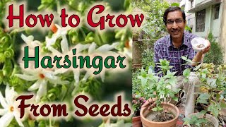 How To Grow Parijat Or Harsingar From Seeds / Growing Night Flowering Jasmine Plants How To Grow Parijat Or Harsingar From Seeds / Growing Night Flowering Jasmine Plants