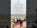1600 سال پہلے جب اذان سنائی دیتی تھی تو حضرت علی کانپنے لگتے تھے اور رنگ سرخ ہو جاتا تھا کسی نے پوچھ