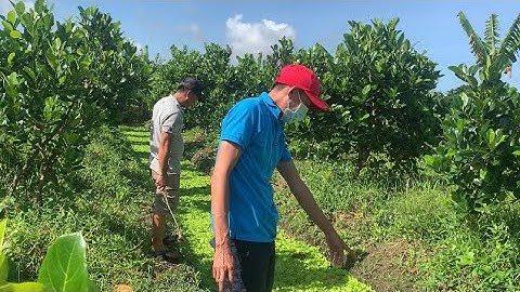 Giao Ốc Bươu Đen Giống Tiếp Tục Cho Khách Hàng Ở Kế Sách-Sóc Trăng | Liệt Vlog