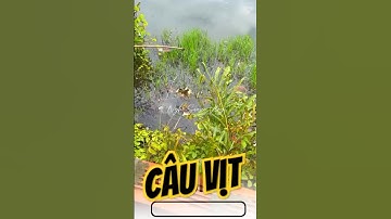 Vlog 1353 : Tiếp Tục Câu Vịt #nghisuave #fishing #câucá #câuvịt #đammêcâucá