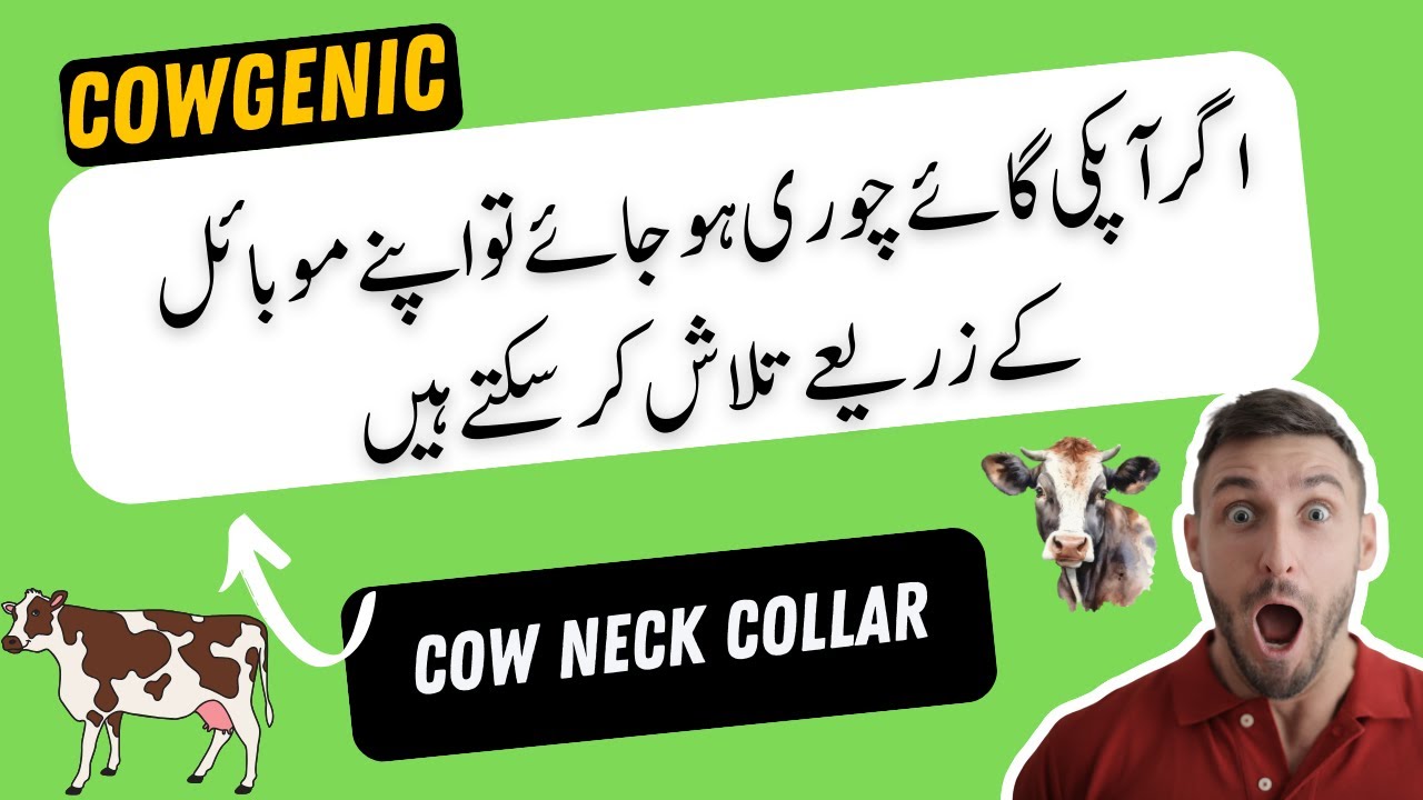 CowGenic Neck Collar: Revolutionizing Cattle Heat Detection & Health Monitoring