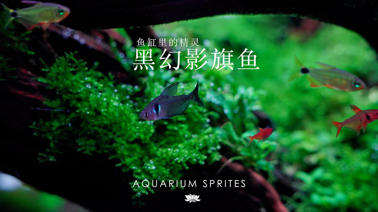 [4K]Black phantom tetra