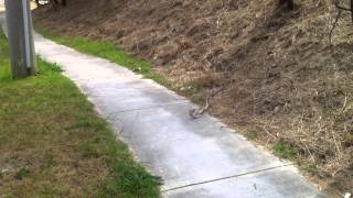 Famous Eastern Brown Snakes mating Wealth